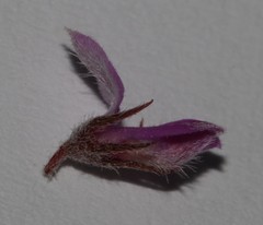 Indigofera candolleana