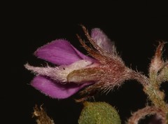 Indigofera candolleana