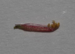 Indigofera candolleana