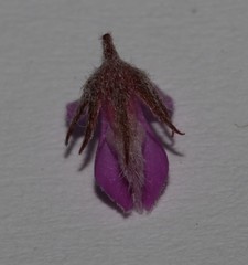 Indigofera candolleana