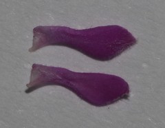 Indigofera candolleana