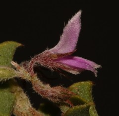 Indigofera candolleana