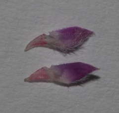 Indigofera candolleana