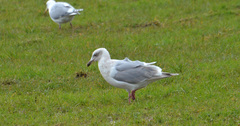 Larus glaucescens × hyperboreus
