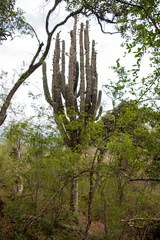 Trichocereus terscheckii