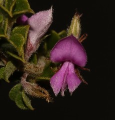 Indigofera candolleana