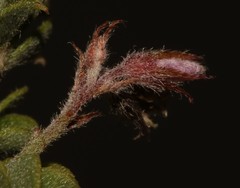 Indigofera candolleana