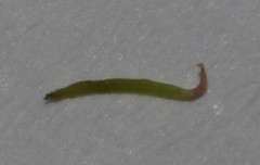 Indigofera candolleana