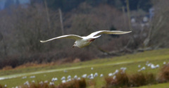 Larus glaucescens × hyperboreus