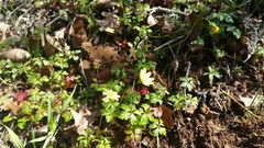Crocidium multicaule