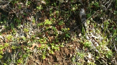 Crocidium multicaule