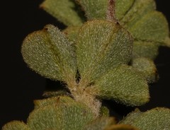 Indigofera candolleana