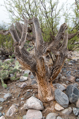 Trichocereus terscheckii