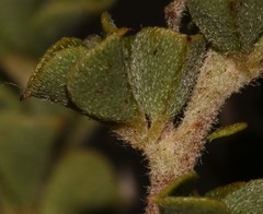 Indigofera candolleana