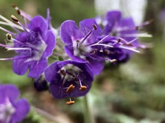 Phacelia bipinnatifida