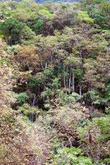 Trichocereus terscheckii