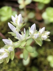 Sedum ternatum