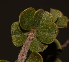 Indigofera candolleana