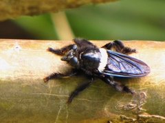 Andrenosomatini