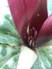 Trillium decumbens