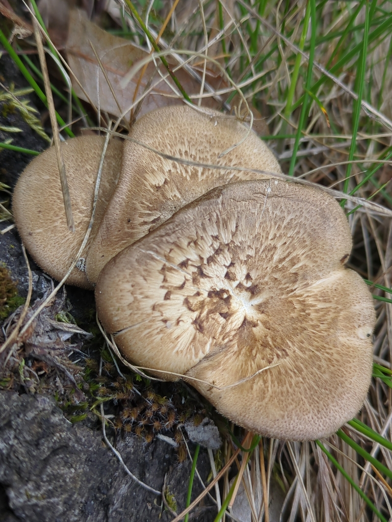 Lentinus arcularius · April 2026 · photo: © alexis_orion (iNaturalist, cc-by)