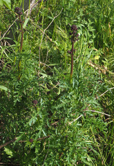 Scrophularia rubricaulis