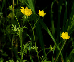 Ranunculus scandicinus
