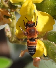 Megachile lanata