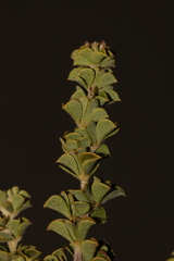 Indigofera candolleana