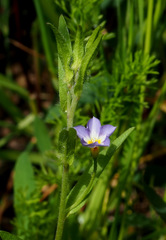Convolvulus pentapetaloides