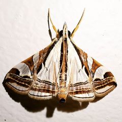 Agrioglypta excelsalis