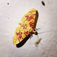 Conogethes haemactalis