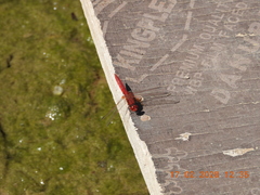 Crocothemis erythraea