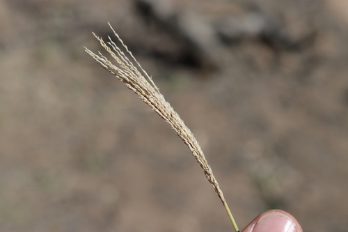 Leptochloa digitata, 2026-04-11