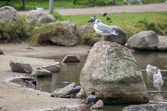 Larus argentatus