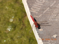 Crocothemis erythraea