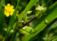 Stellaria cupaniana