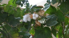 Gossypium herbaceum