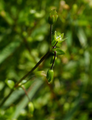 Stellaria cupaniana