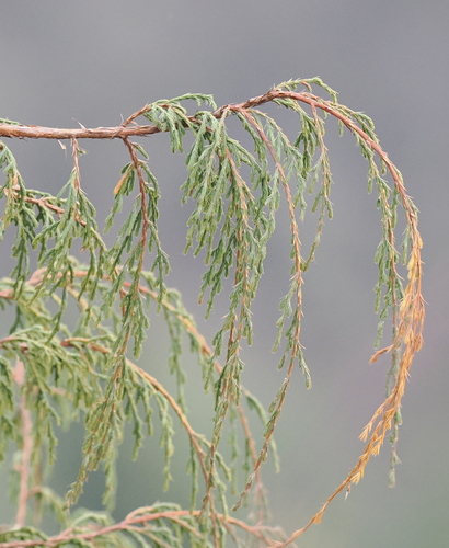 Juniperus recurva, photograph 1