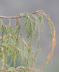 Juniperus recurva
