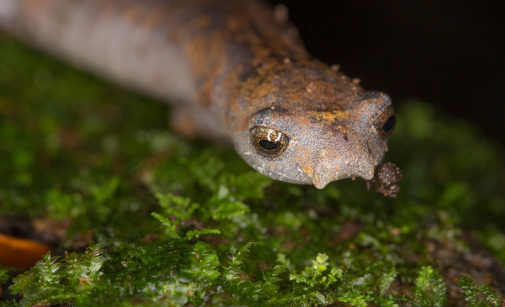 Ridgeheaded Salamander (Amphibians of Costa Rica's Southern Caribbean
