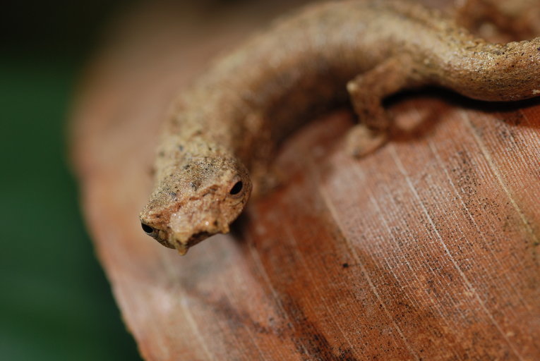 Ridgeheaded Salamander (Amphibians of Costa Rica's Southern Caribbean