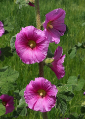 Alcea setosa