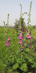 Alcea setosa