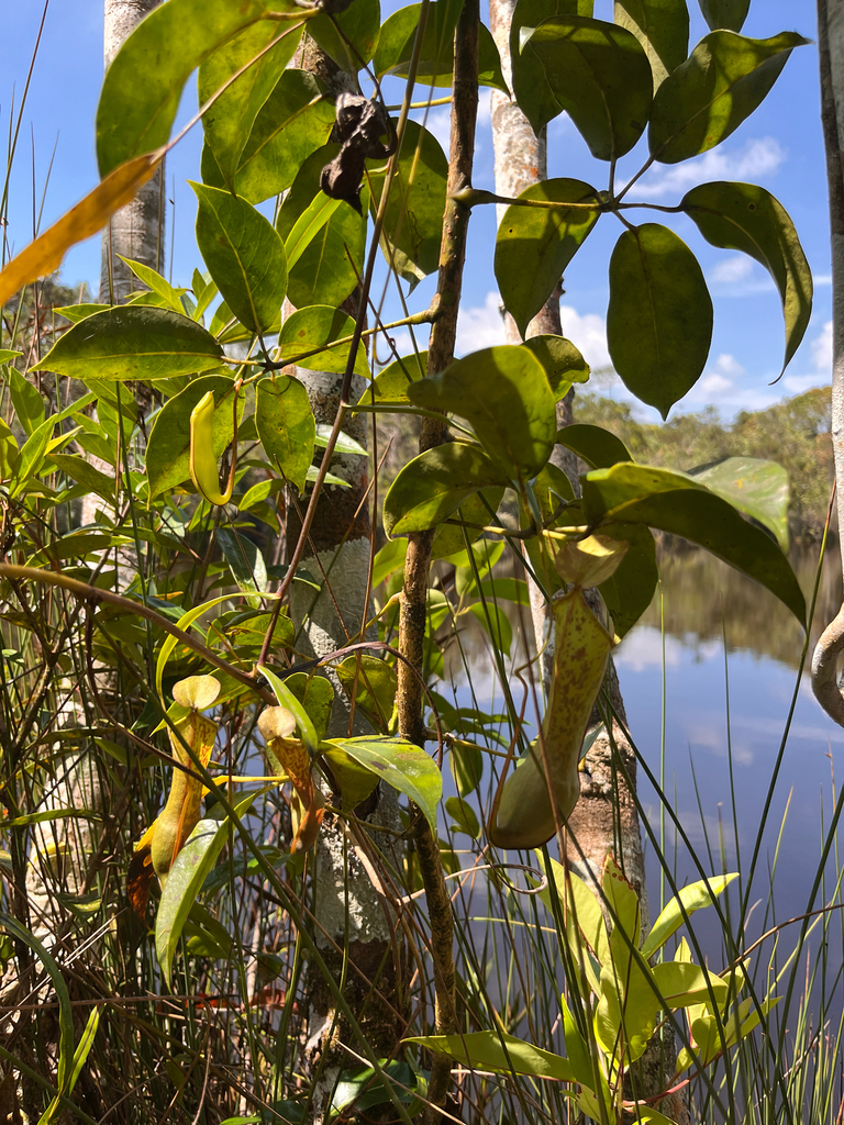 Kantong semar toba (Nepenthes tobaica)