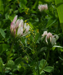 Trifolium clypeatum