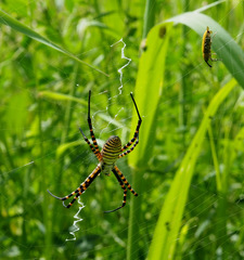 Argiope trifasciata