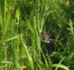 Argiope trifasciata