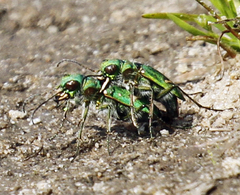 Cicindela ohlone
